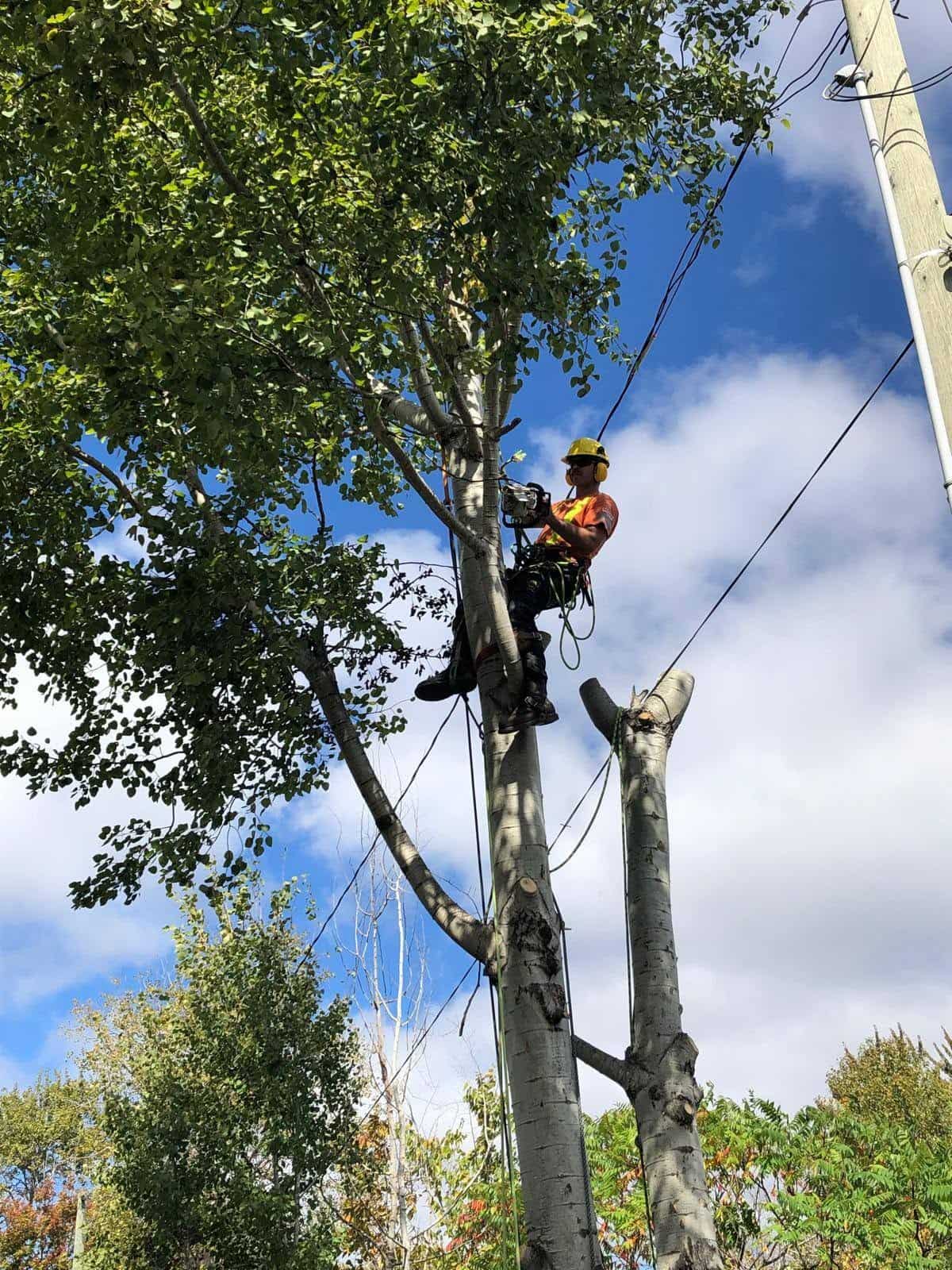 Lucas of Fellows Tree Service roped high in a tree during a removal
